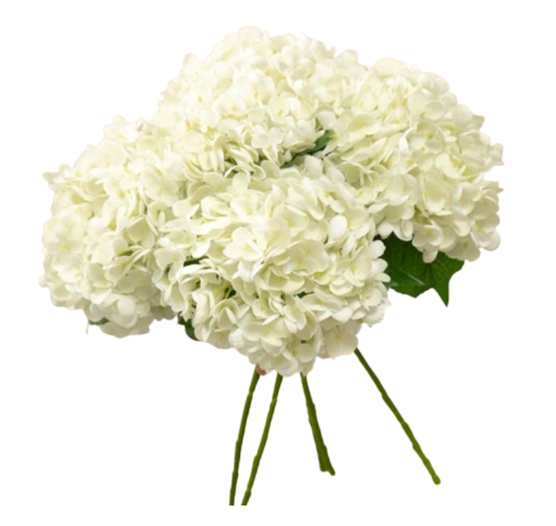 Hydrangea - White